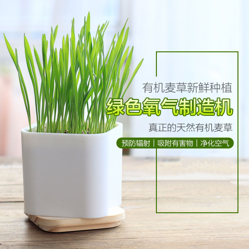 【麦·健康】有机小麦草桌面生态种植 健康防辐射diy小麦草榨汁盆栽绿植礼品