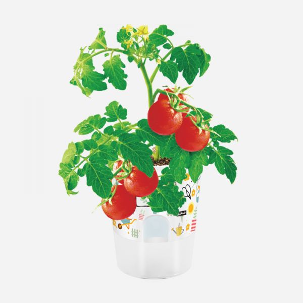 开心农场DIY绿植桌面迷你盆栽 儿童种植可爱室内盆栽 儿童创意礼品