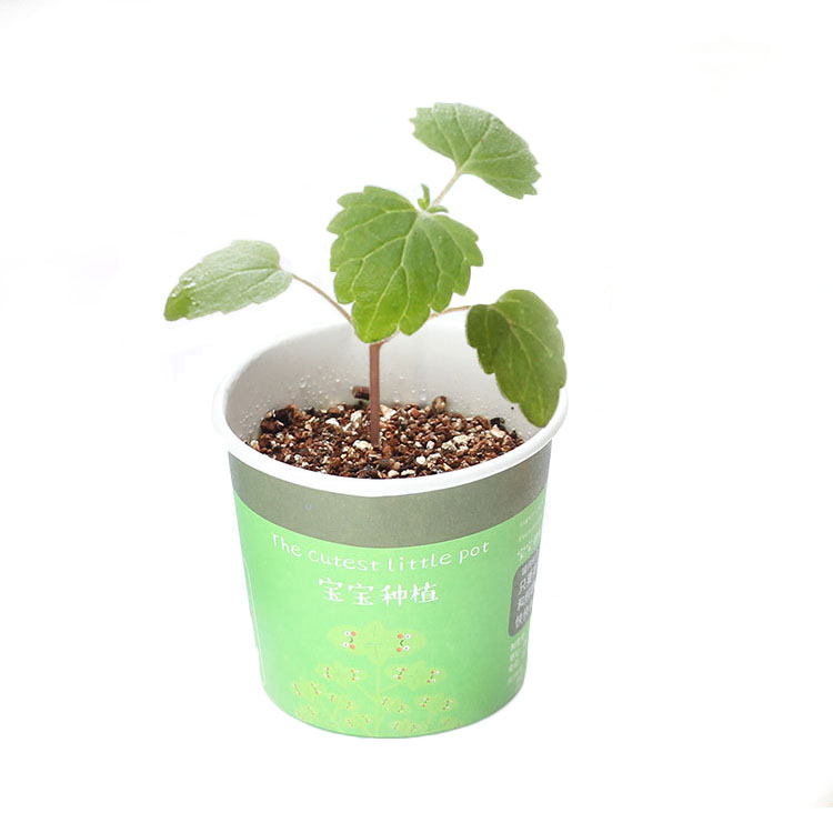 迷你绿植DIY手工栽培 清新空气小植物 小学生最喜欢的小奖品