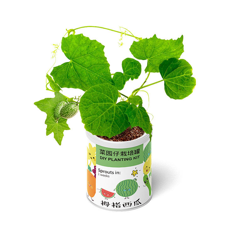 趣味DIY植栽 菜园仔栽培罐 办公室桌面小摆件 儿童益智礼品