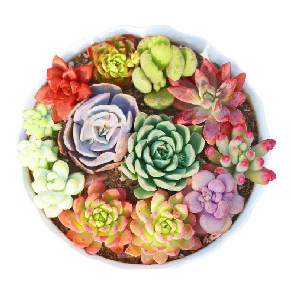 多肉植物组合 室内绿植花卉 员工礼品
