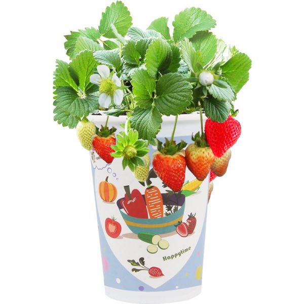 可爱花卉盆栽diy种植礼物 创意微景观迷你蔬菜绿植植物小盆栽 活动礼品