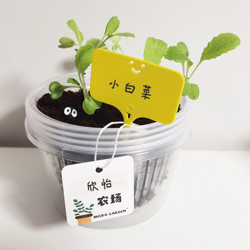 桌面迷你盆栽小植物    可爱园艺趣味盲盒种子盒     员工活动礼品