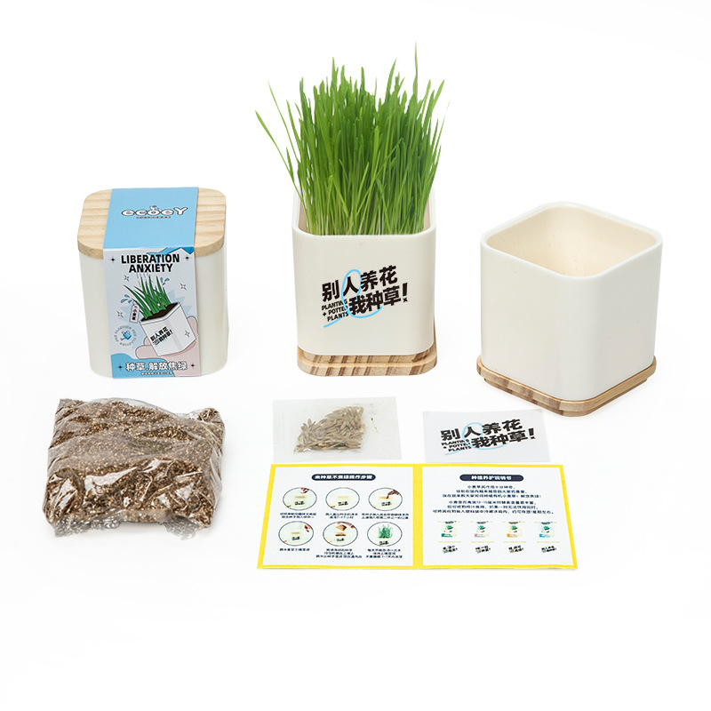 创意绿植室内盆栽植物 易活除甲醛小型盆栽 入职礼品