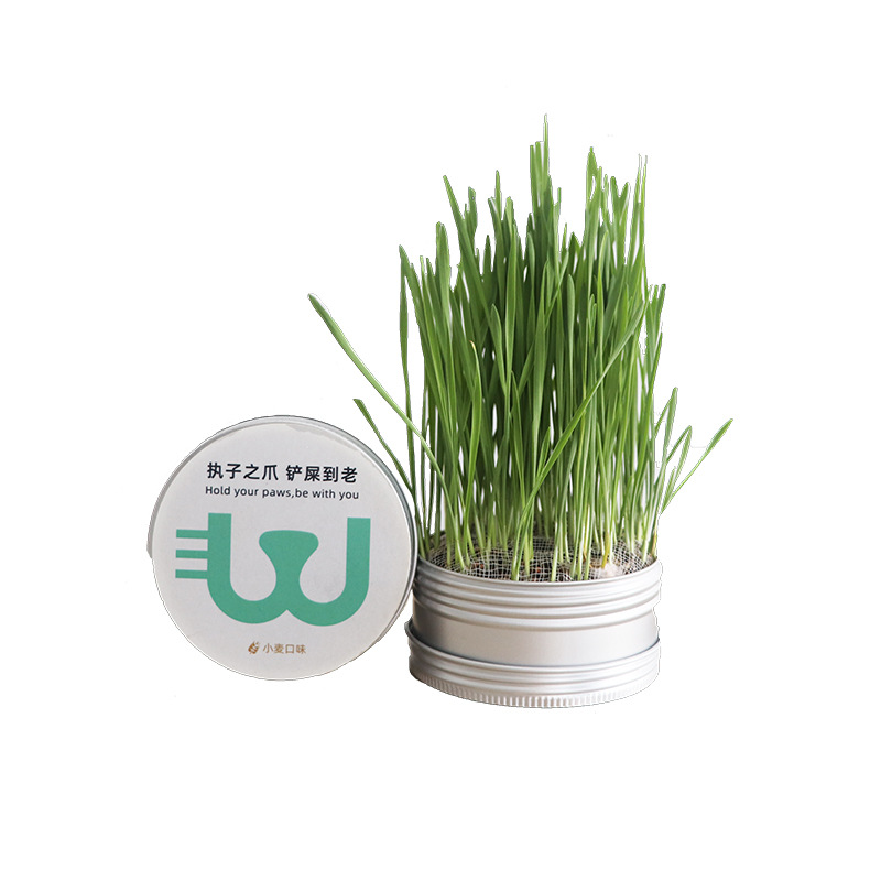 无土栽培猫草罐头 DIY麦草盆栽 桌面绿植礼品