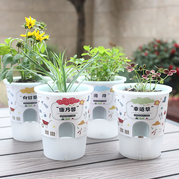 罐小吸DIY种植盆栽 植物生长发芽绿植 三八节日小礼品