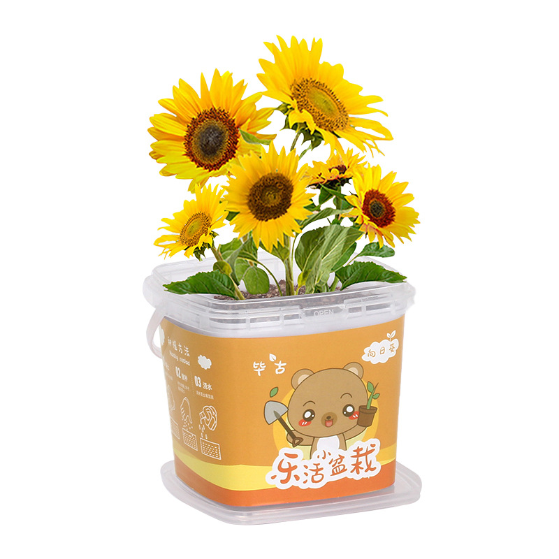 趣味种植小盆栽 花种子绿植 入职小礼品