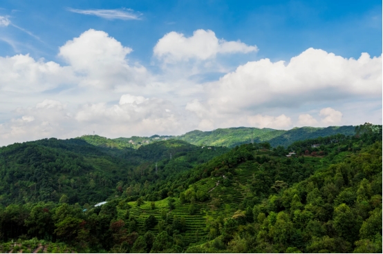 鹤山古劳茶山-采茶一日游